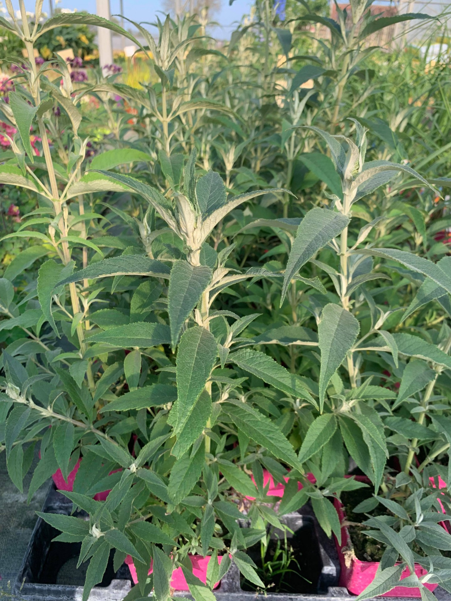 Buddleia nain