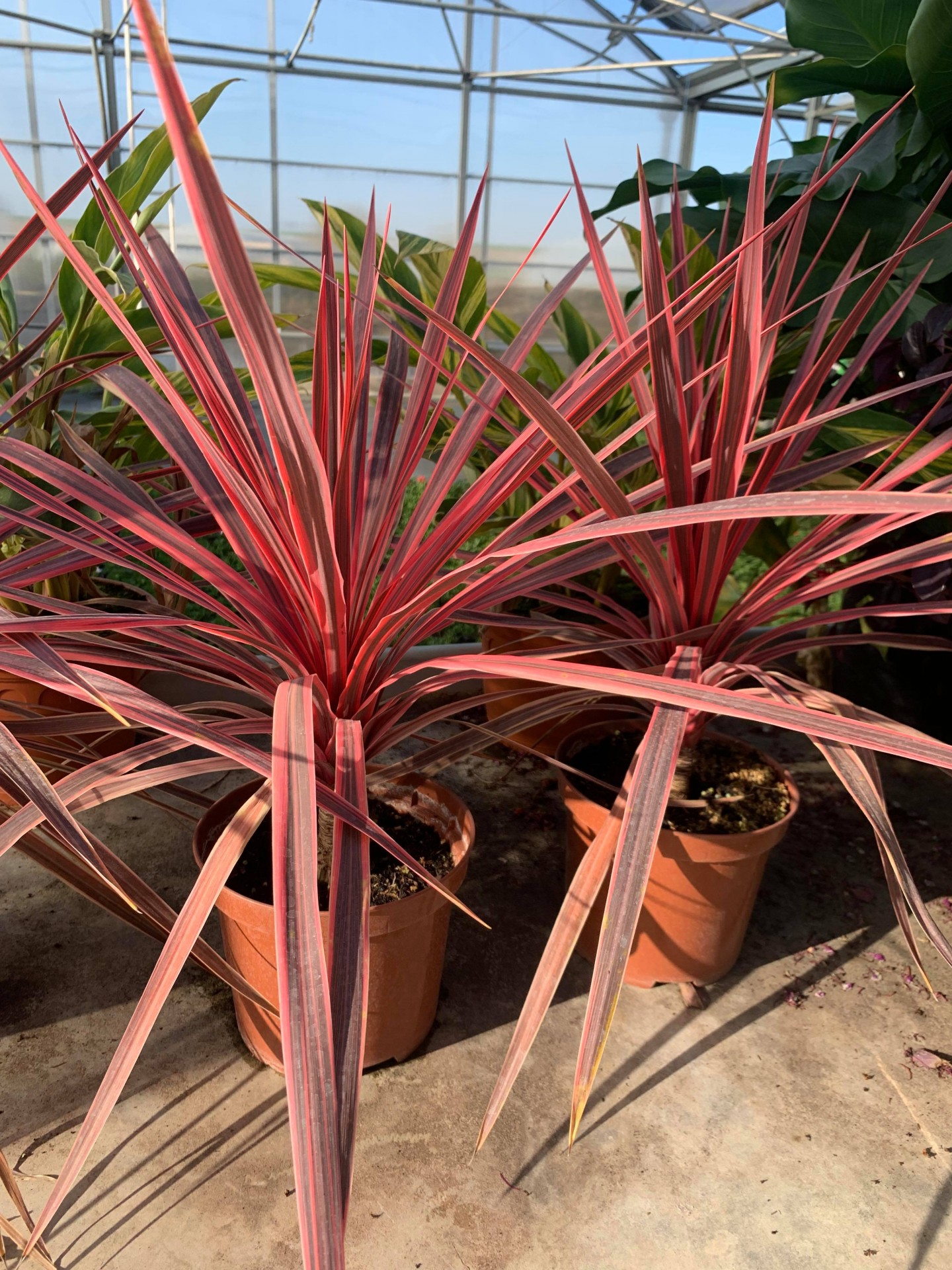 Cordyline