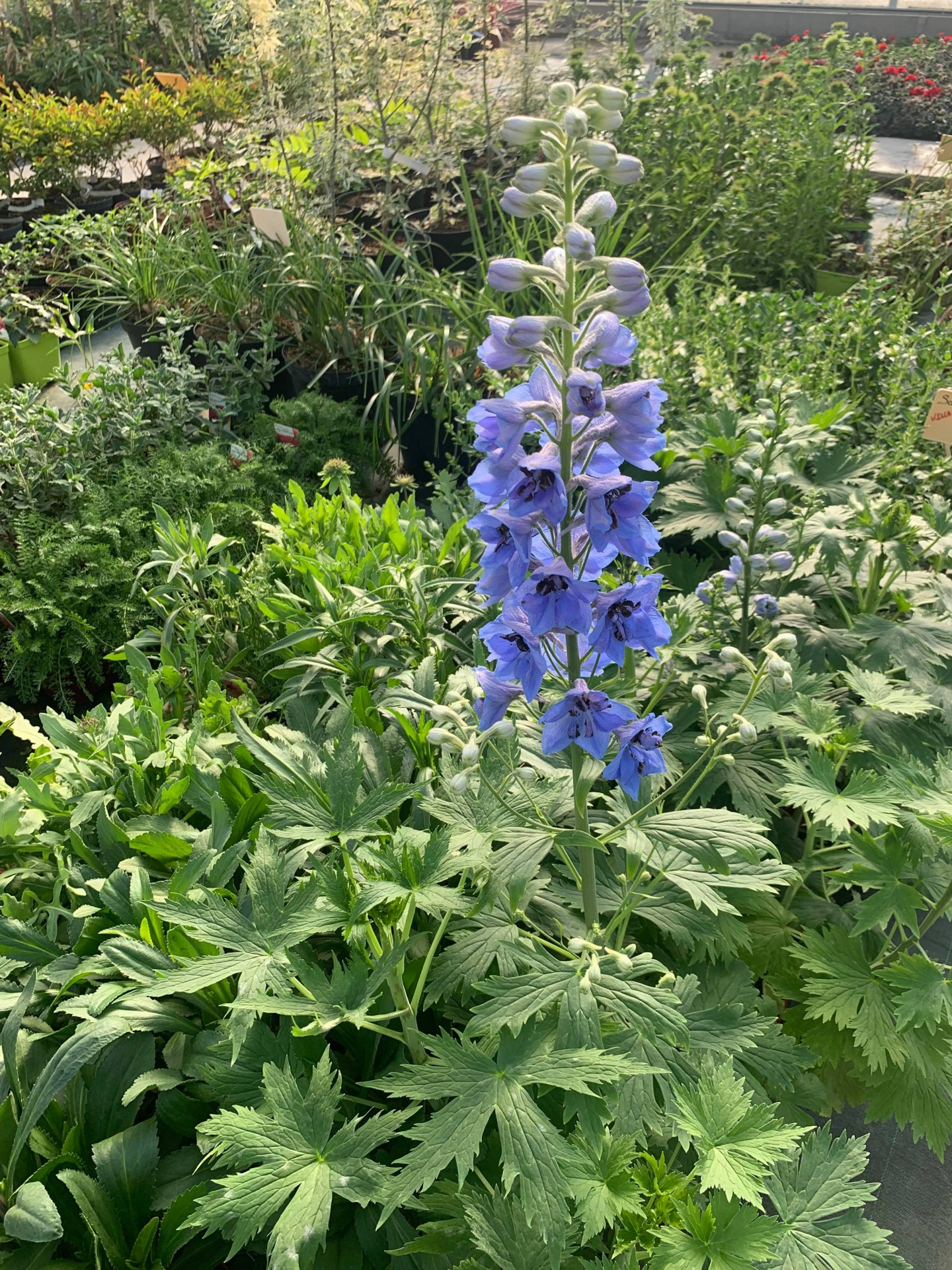 Delphinium