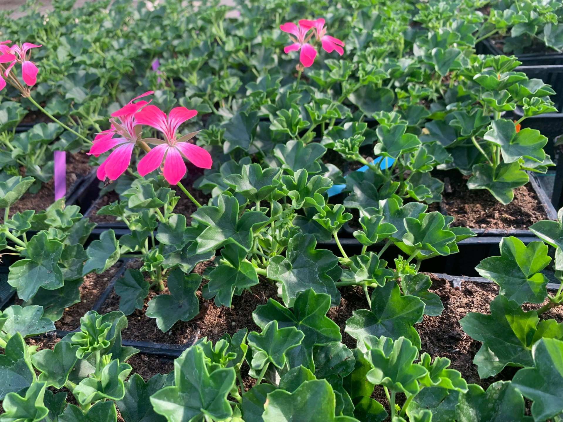 Geranium lierre balcon 2 