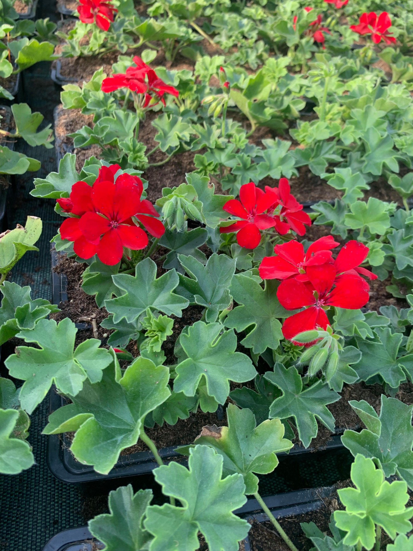 Geranium lierre marcada