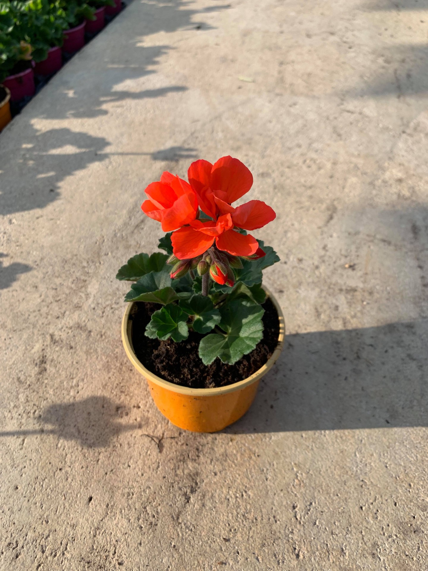 Geranium zonal orange