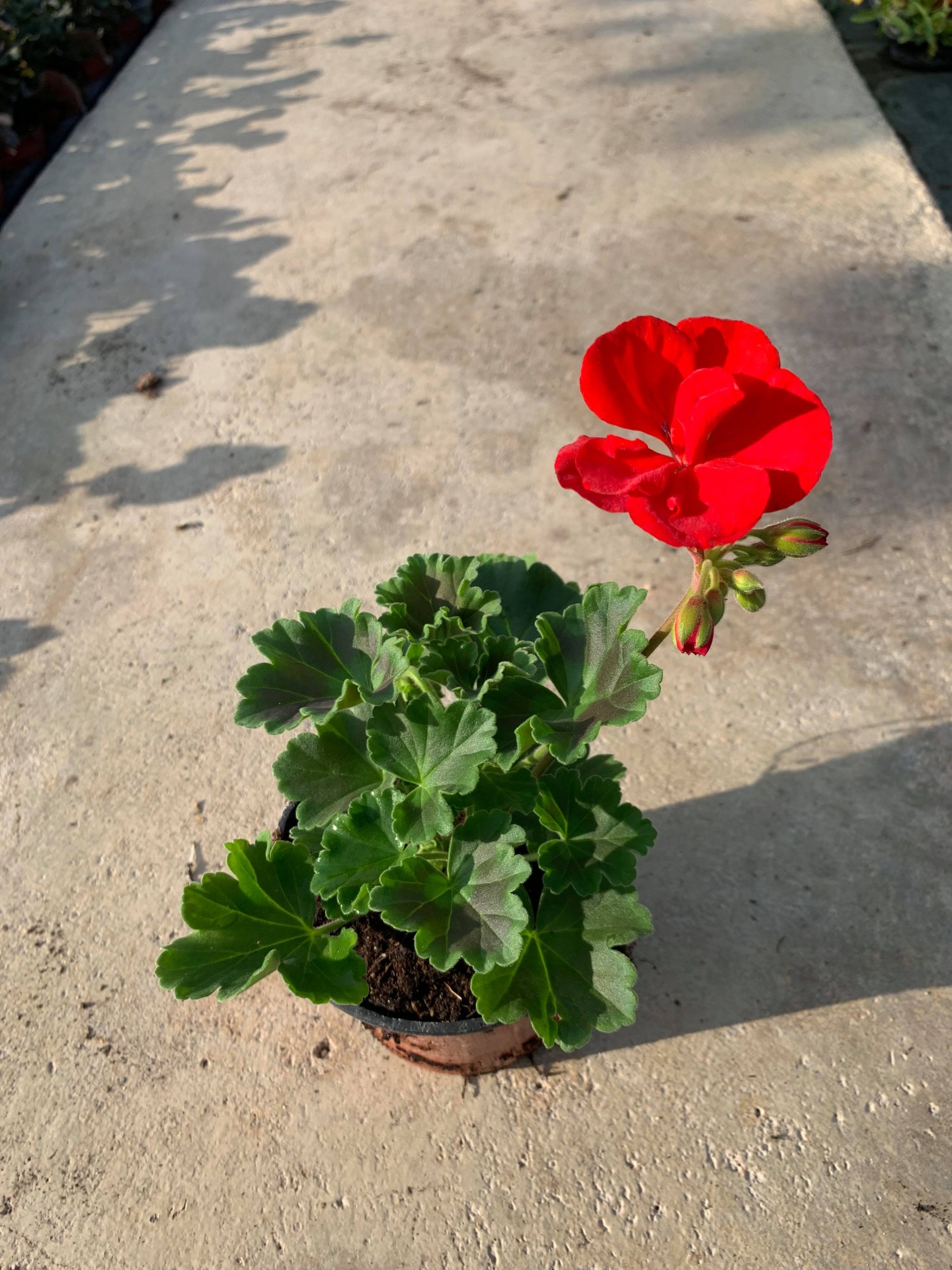 Geranium zonal rouge