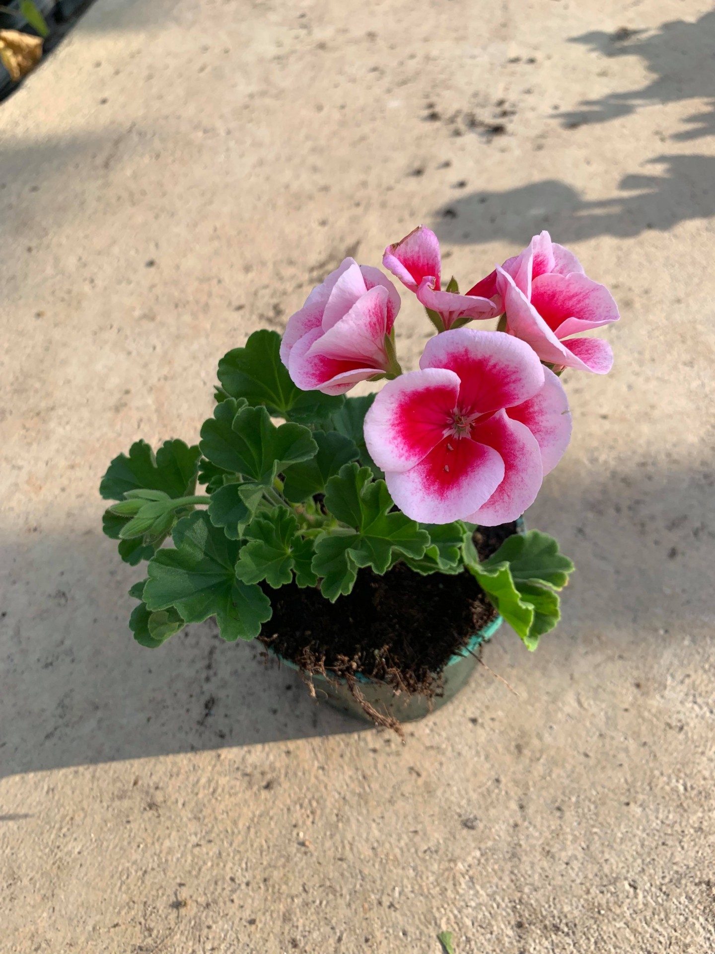 Geranium zonal smokey eye white