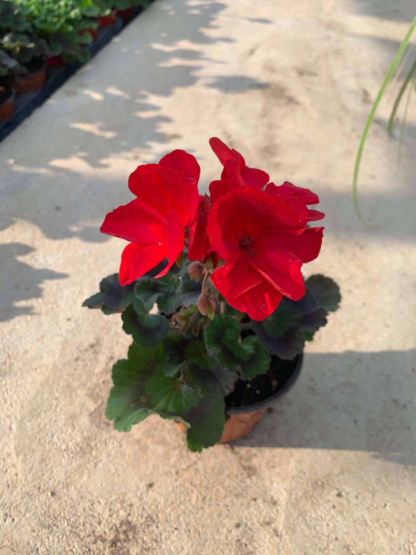 Geranium zonal tumbao