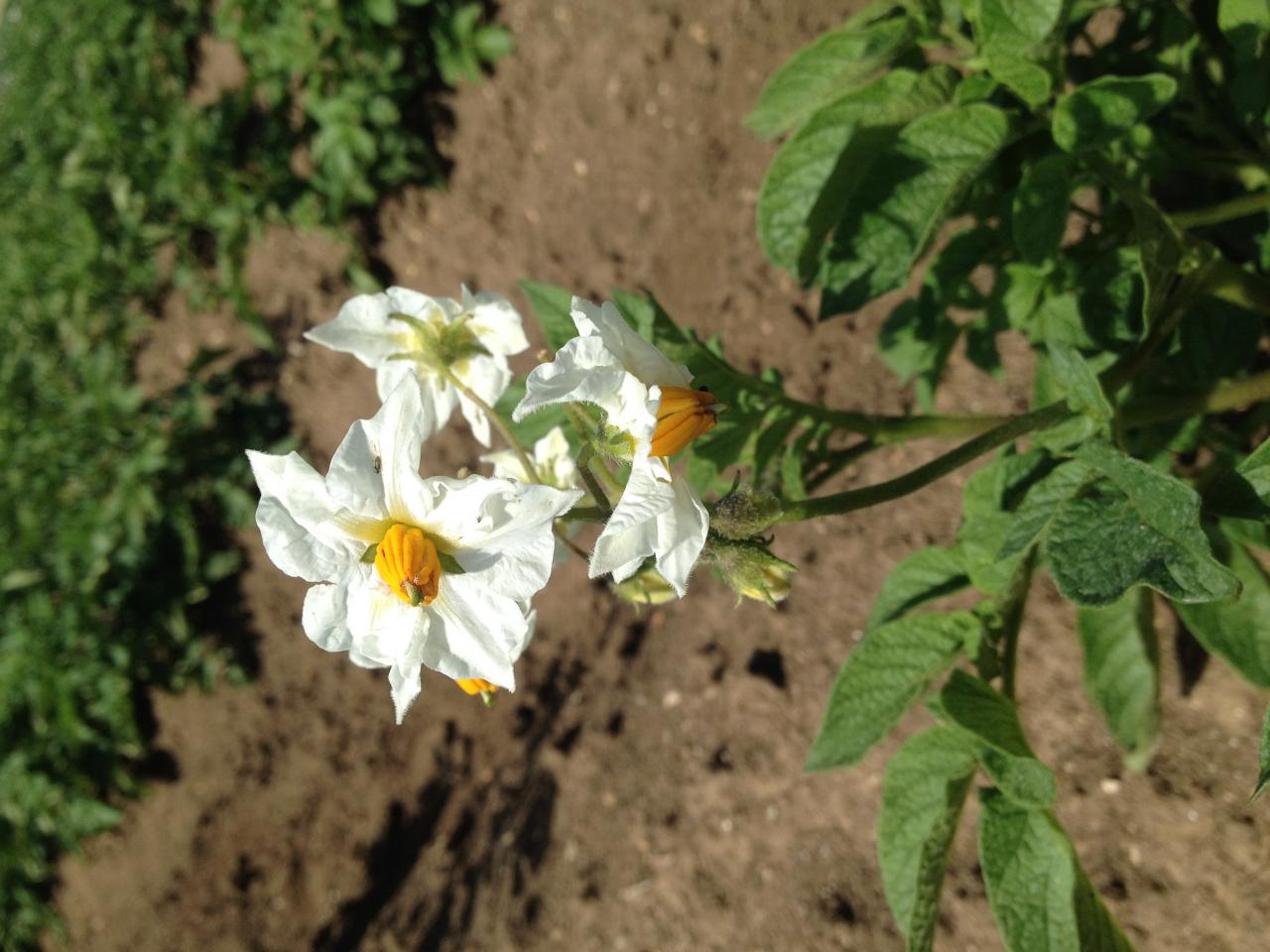 Production de Pomme de terre : Elles sont en fleurs !