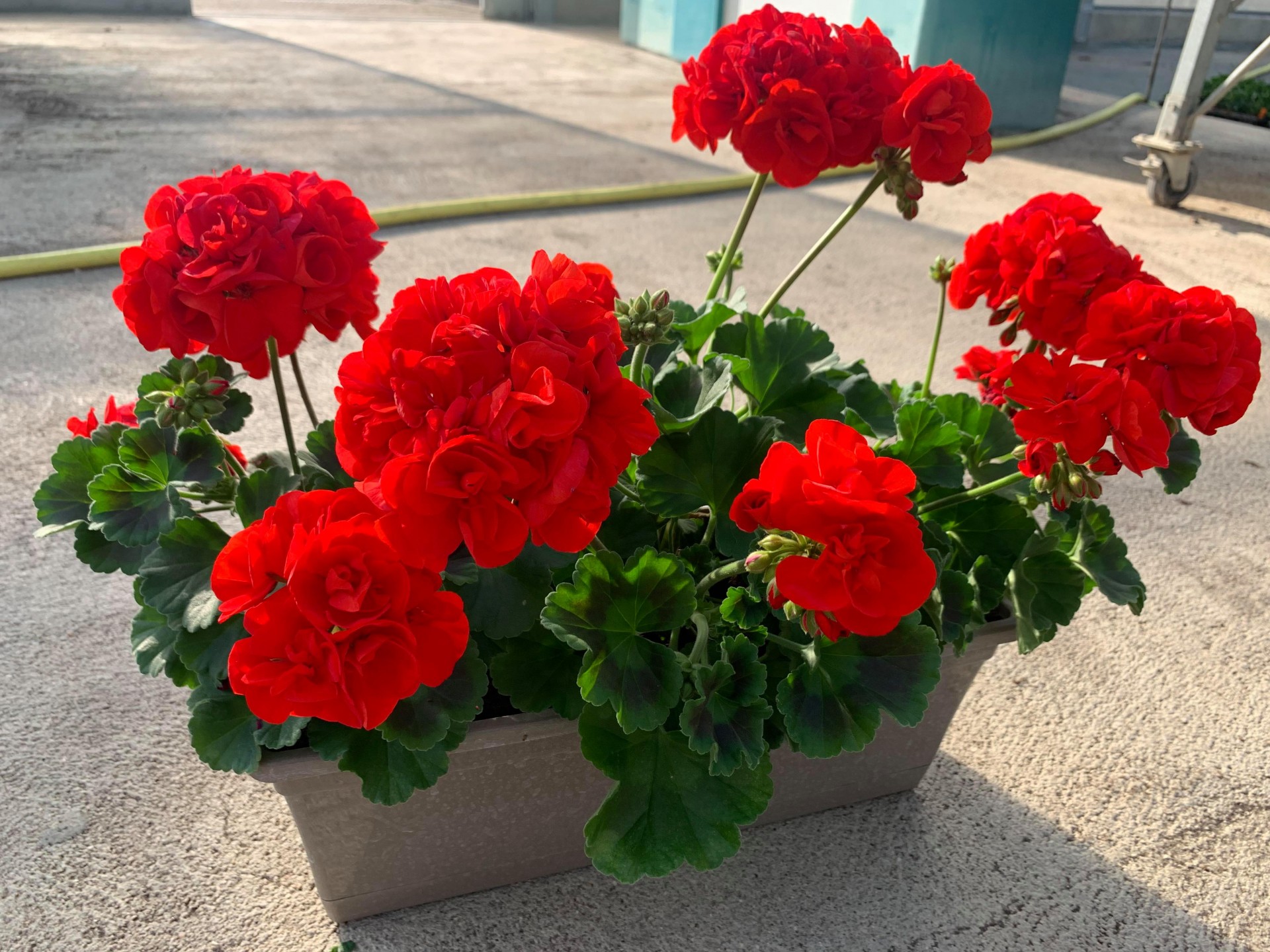 Jardiniere de geraniums