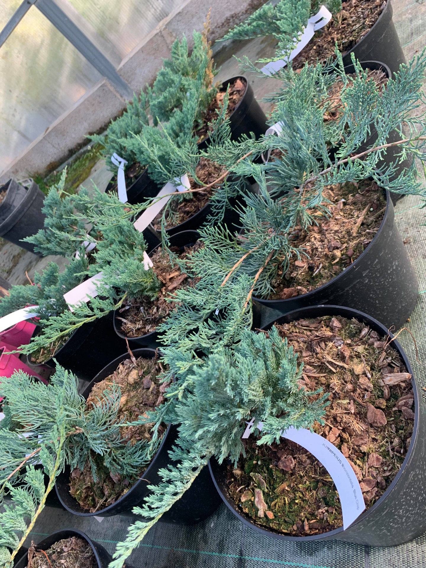 Juniperus