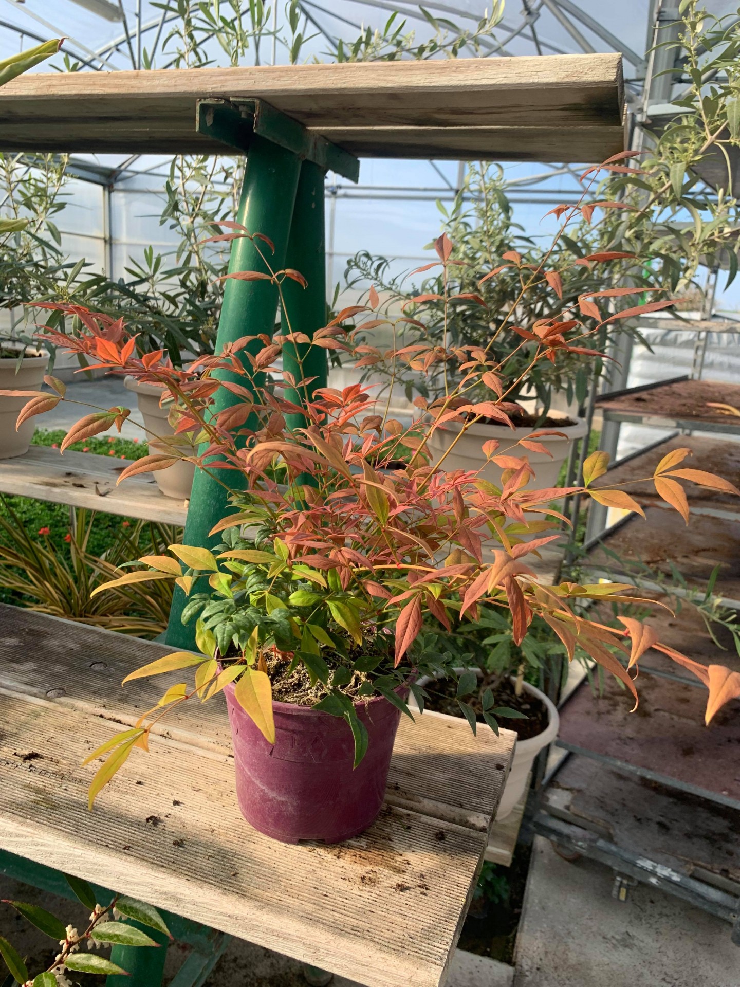 Nandina 