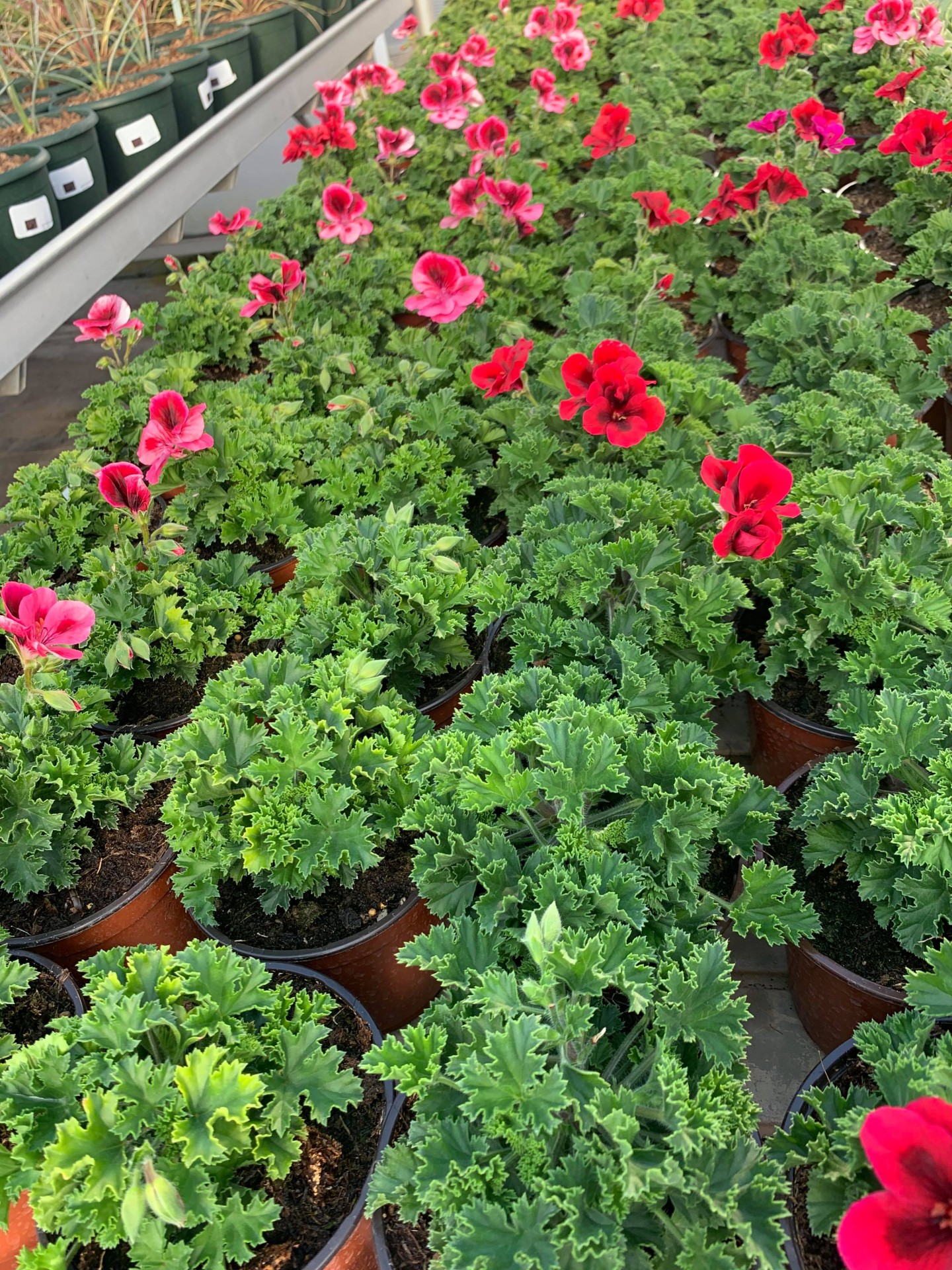 Pelargonium