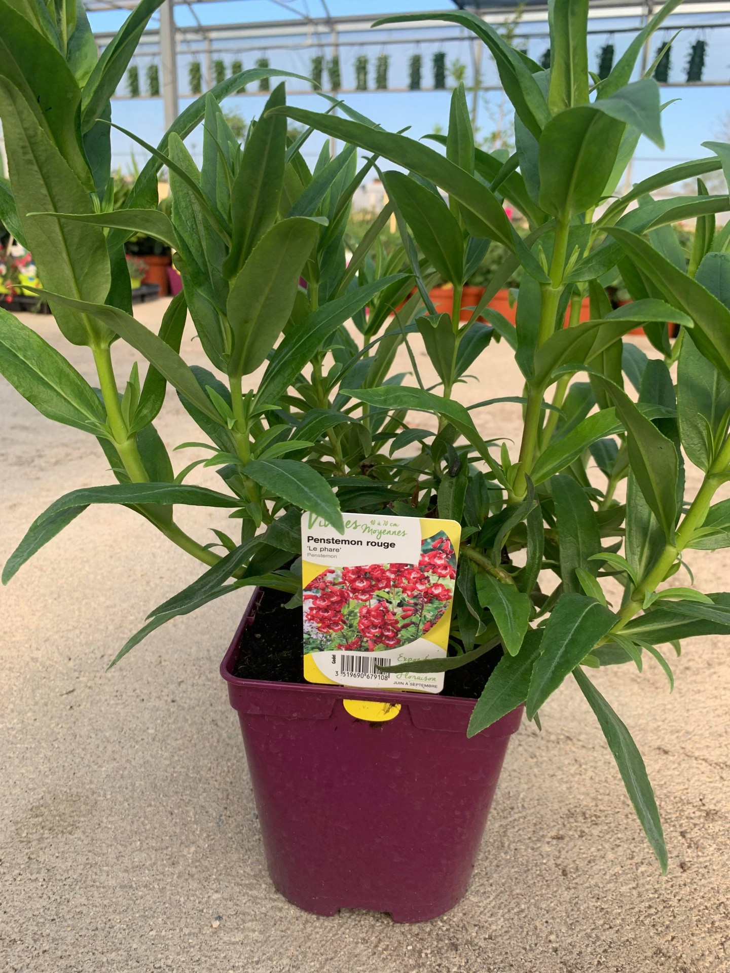 Penstemon rouge