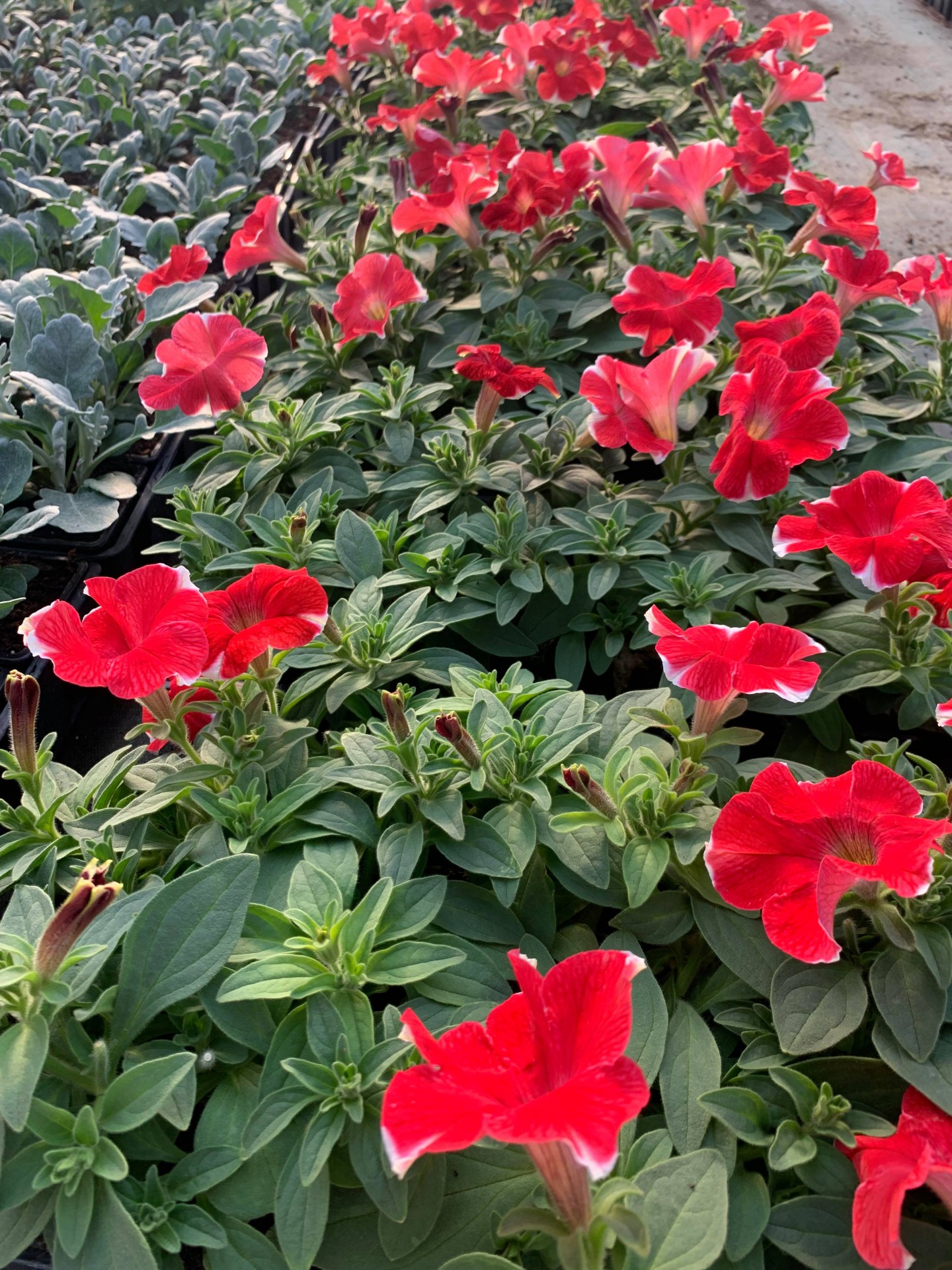 Petunia retombant famous red star