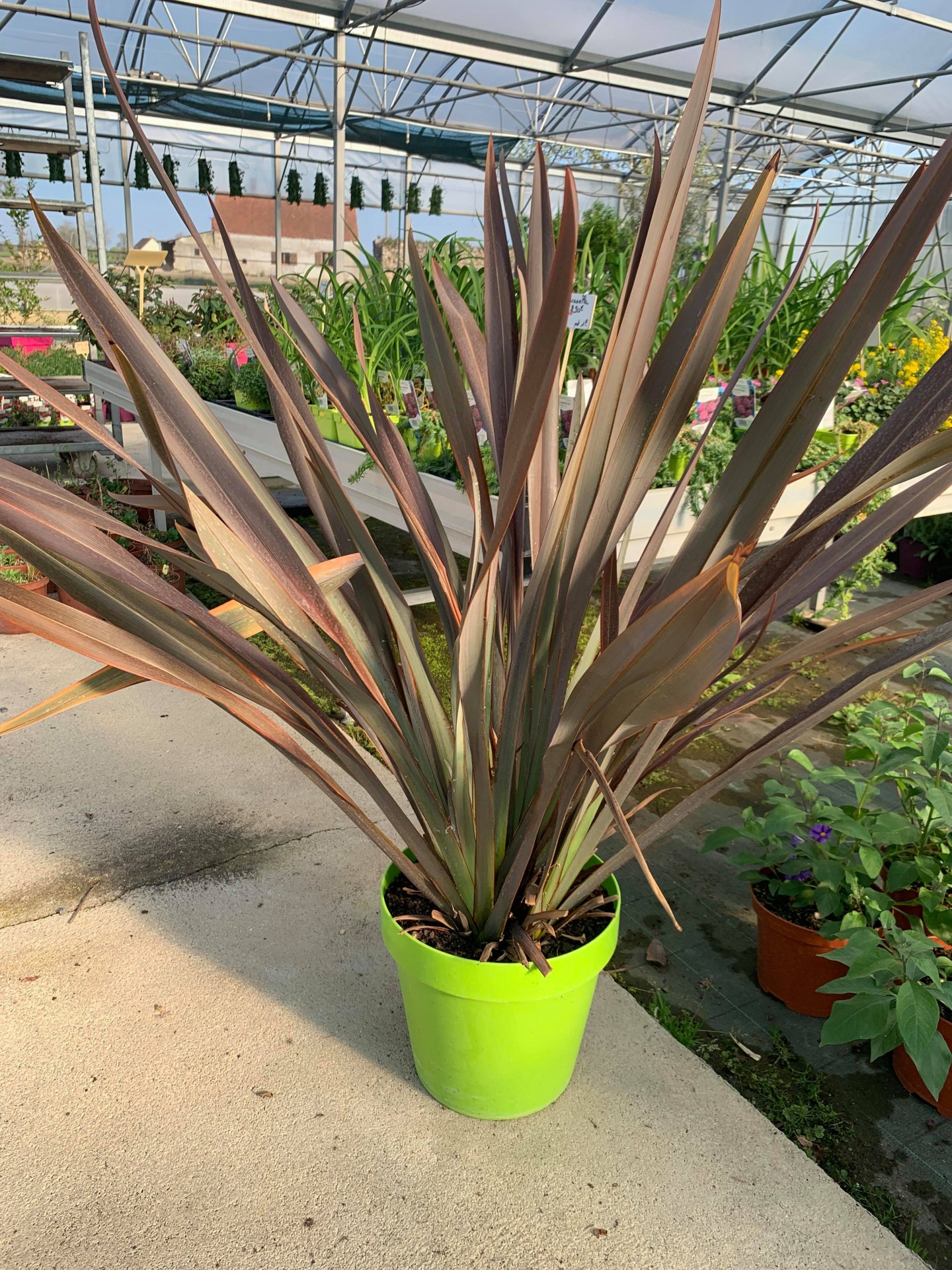 Phormium