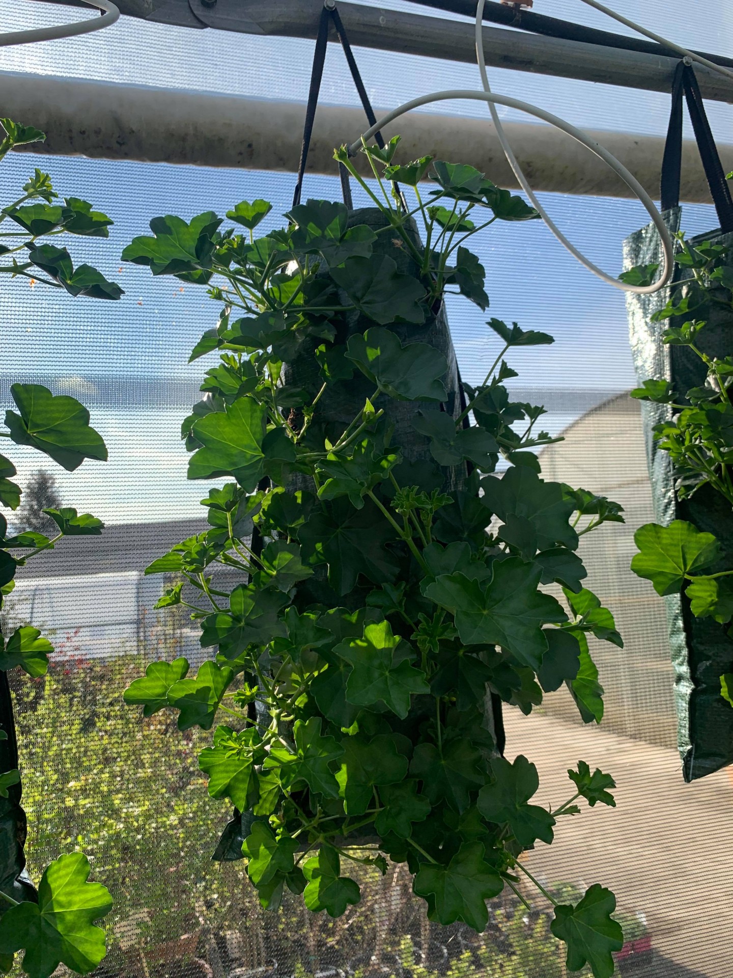 Sac geraniums lierres doubles